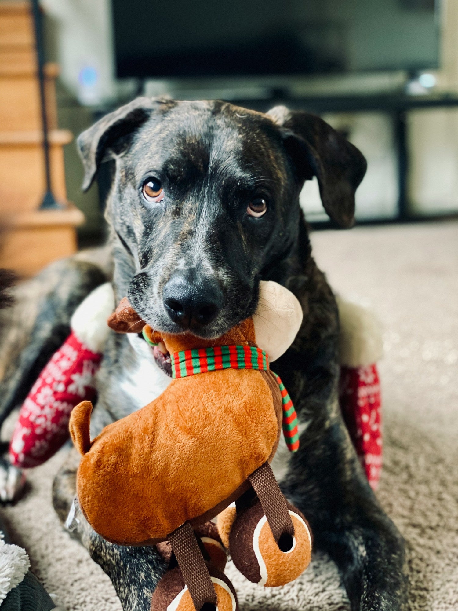 Dog Supplies